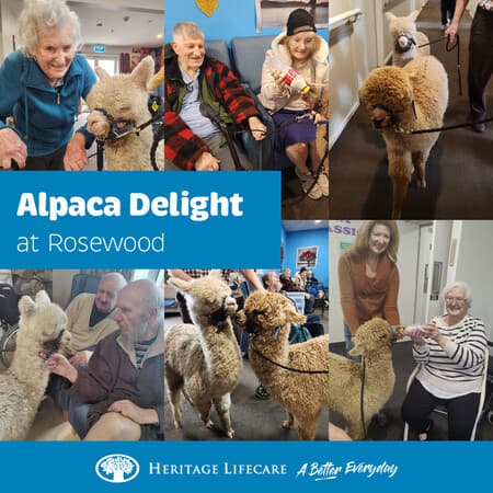 Alpaca Delight at Rosewood