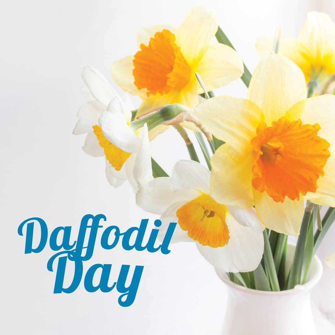News & events • Today is Daffodil Day! • Heritage Lifecare