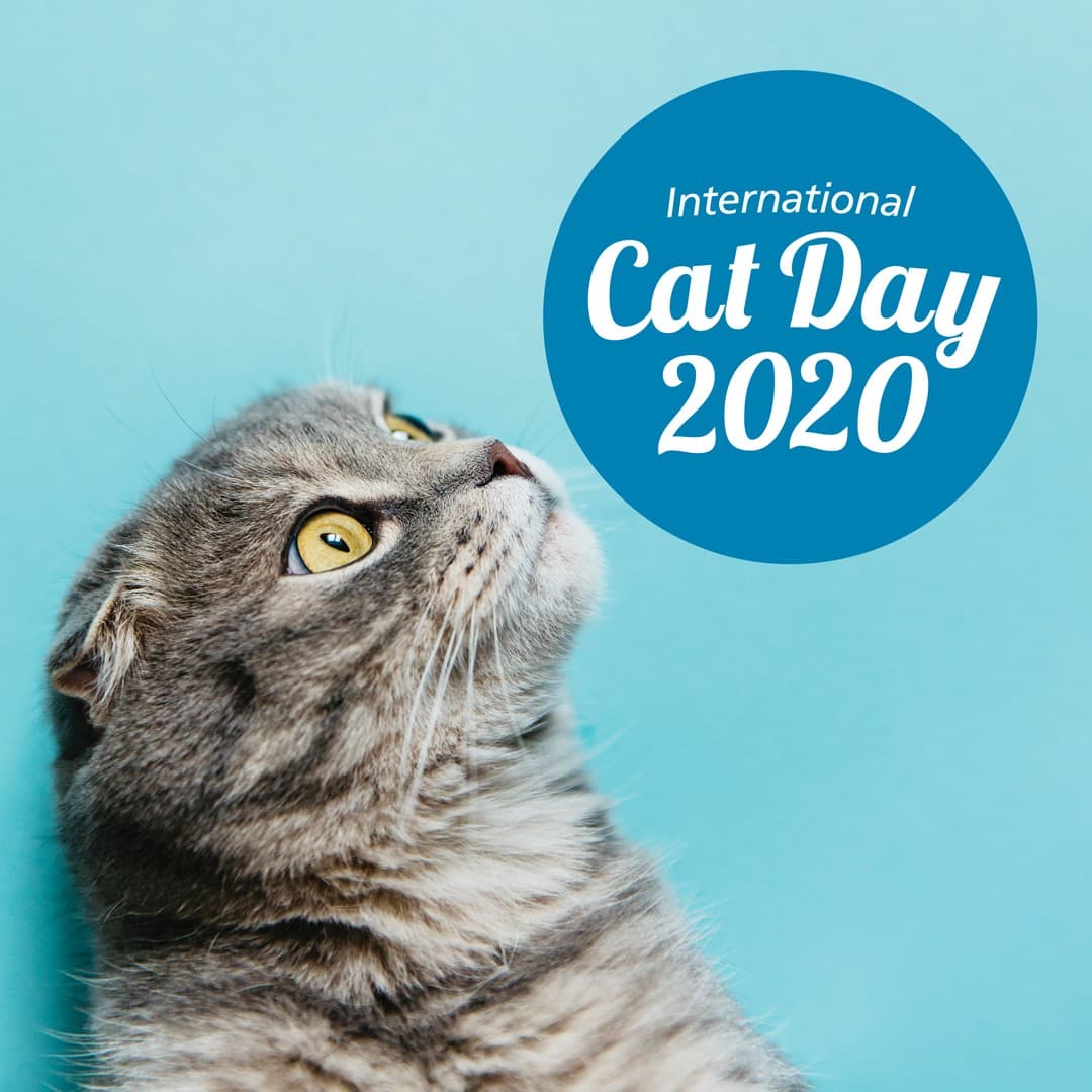 Cat store day 2020