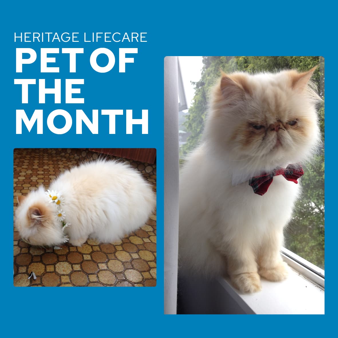 Pet of the Month!